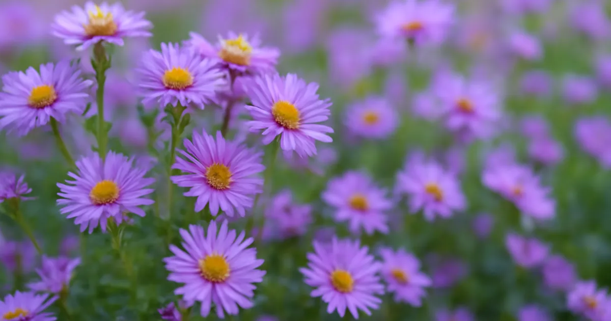 Aster : La Vivace Incontournable pour Fleurir le Jardin en Automne