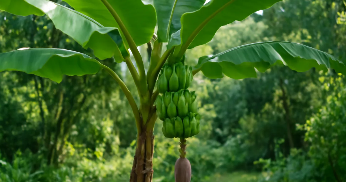Bananier au Jardin : Culture, Hivernage et Variétés Rustiques