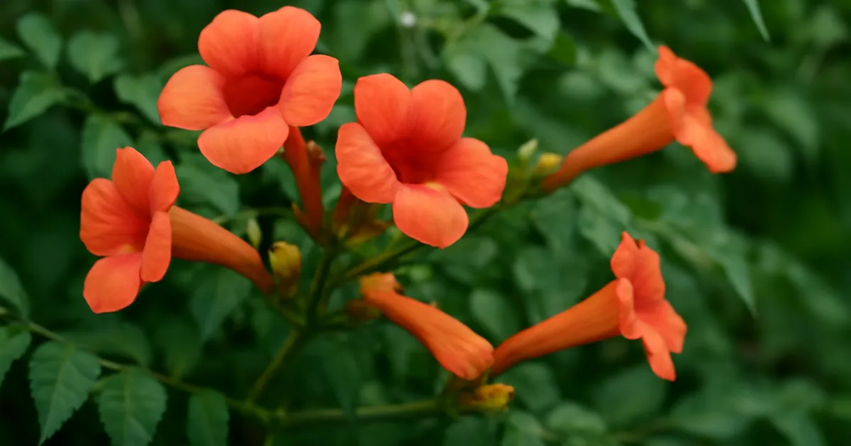 Bignone : Grimpante Vigoureuse aux Fleurs Trompettes, Guide Complet