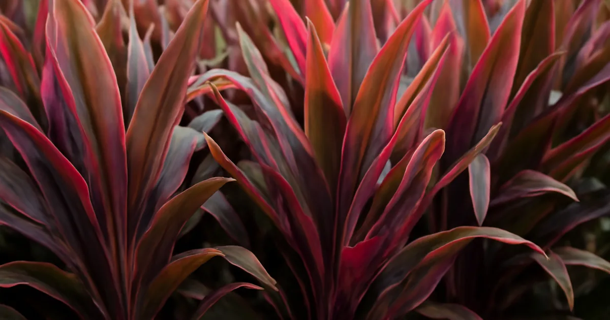 Cordyline : Culture en Pot ou Pleine Terre, Conseils et Hivernage
