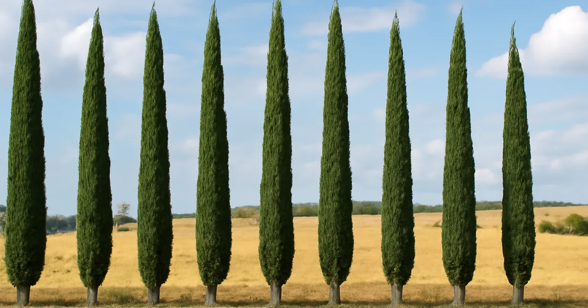 Cyprès : Haie, Isolé ou Topiaire — Quel Cyprès Choisir ?