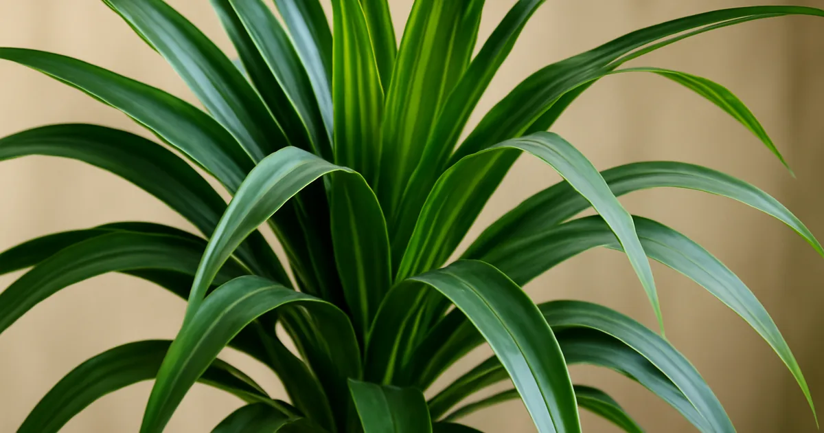 Dracaena : Variétés, Rempotage et Entretien de cette Plante d'Intérieur