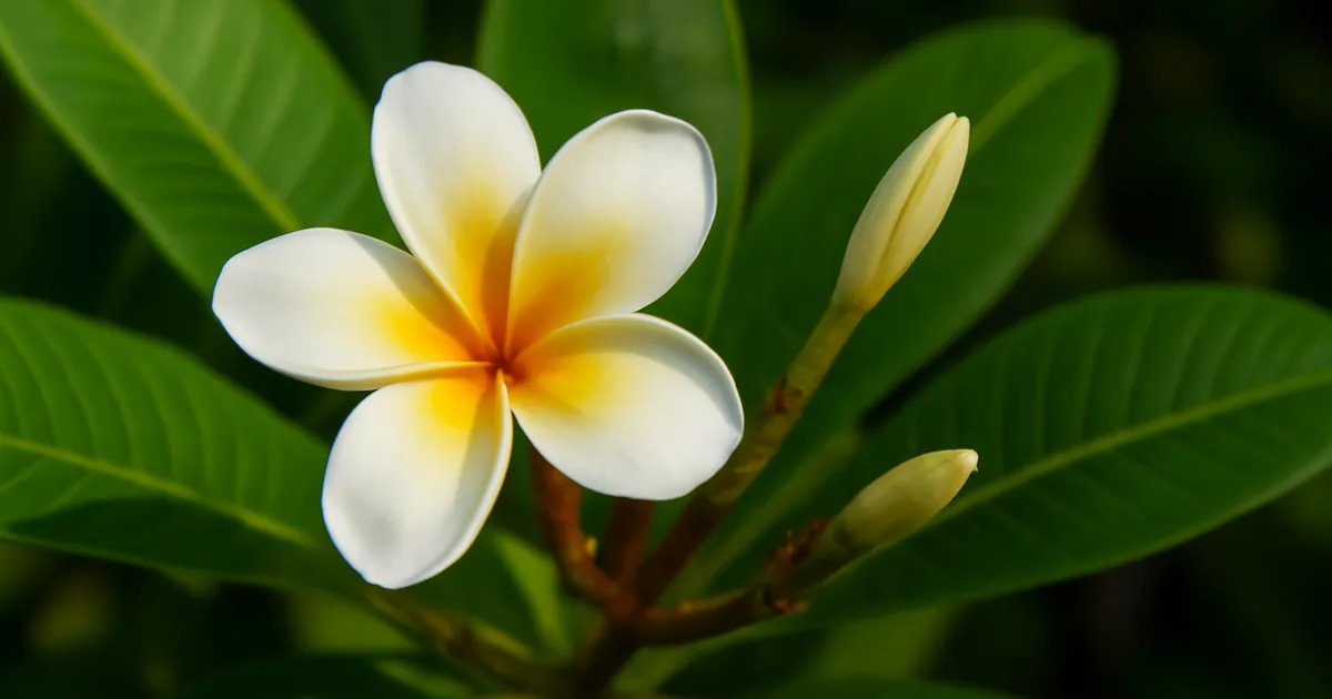 Frangipanier : Cultiver cet Arbre Tropical et Obtenir ses Fleurs Parfumées