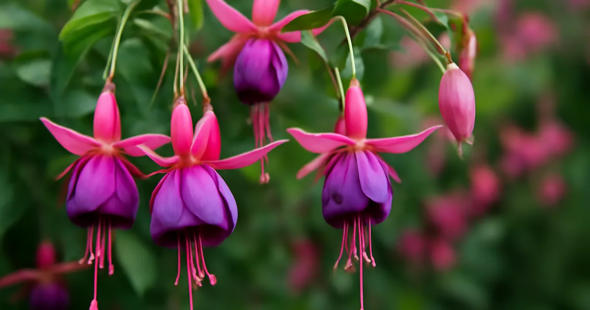 Fuchsia : Variétés, Culture à l'Ombre et Taille de cet Arbuste