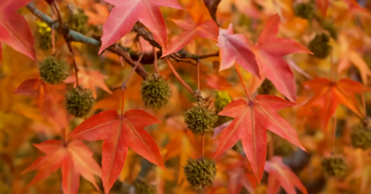 Liquidambar : L'Arbre aux Couleurs d'Automne Spectaculaires