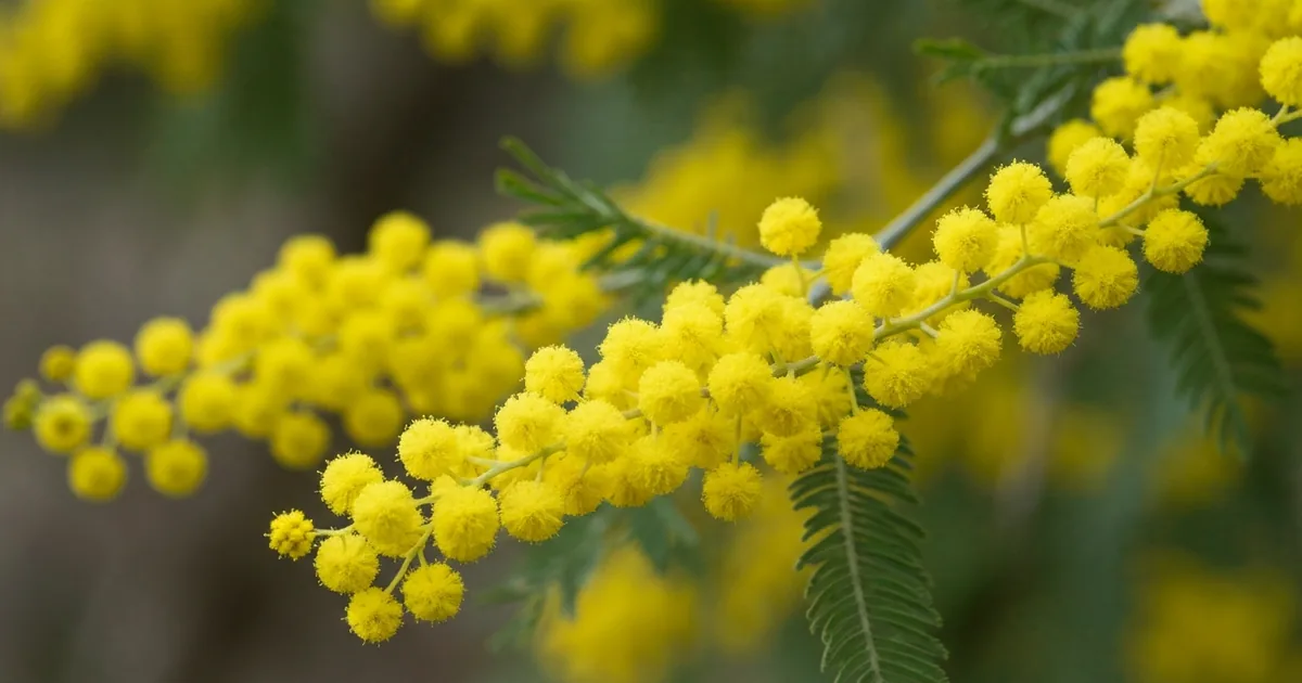 Mimosa : Comment le Planter et Profiter de sa Floraison Hivernale