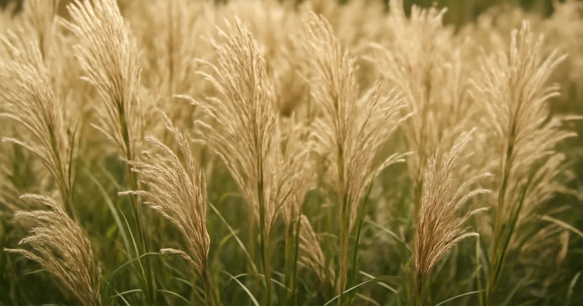 Miscanthus : Cette Graminée Géante Idéale en Haie ou Massif