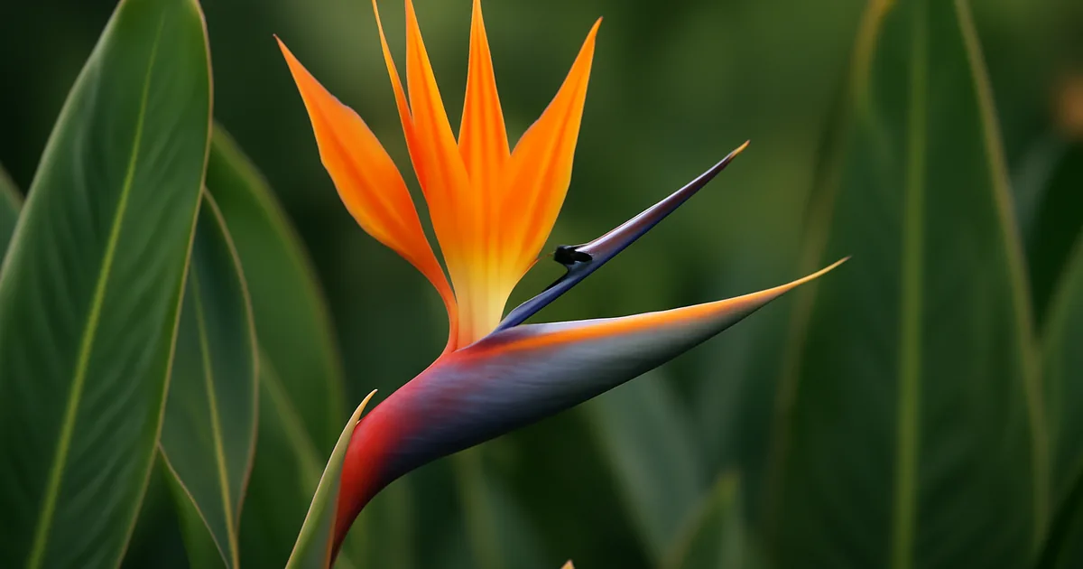Oiseau du paradis : Guide Complet Jardinage, Plantation et Entretien