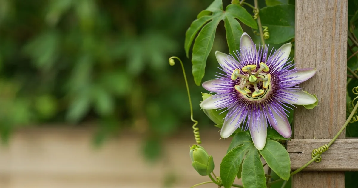 Passiflore : Guide Complet pour la Cultiver et la Faire Fleurir