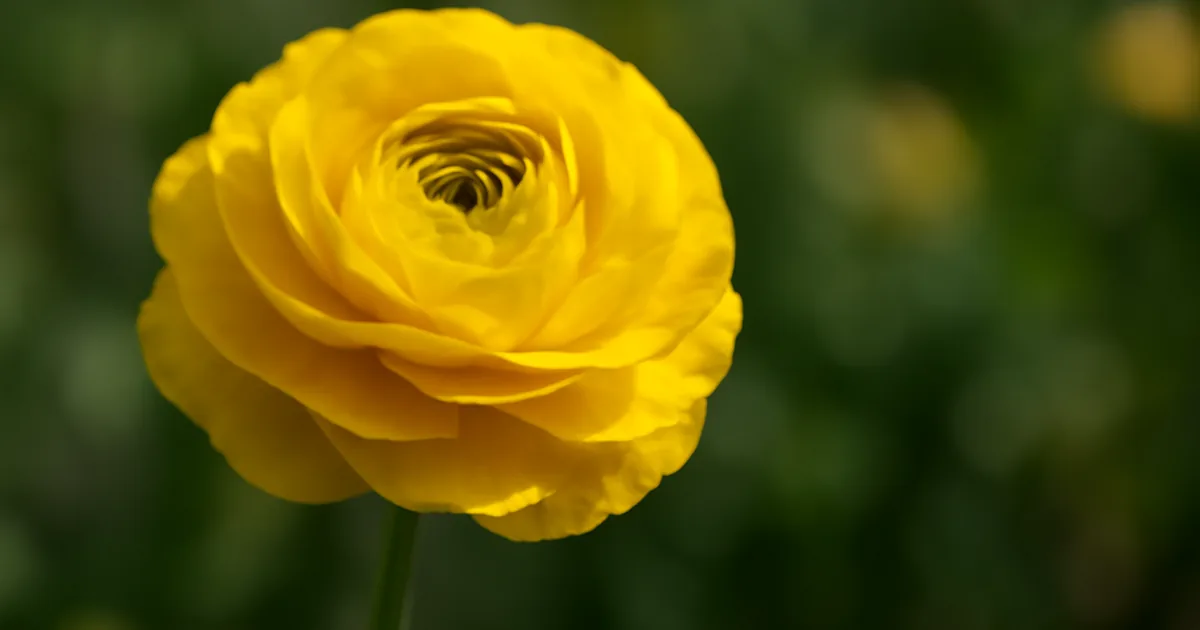 Renoncule : Planter les Griffes et Obtenir de Somptueuses Fleurs