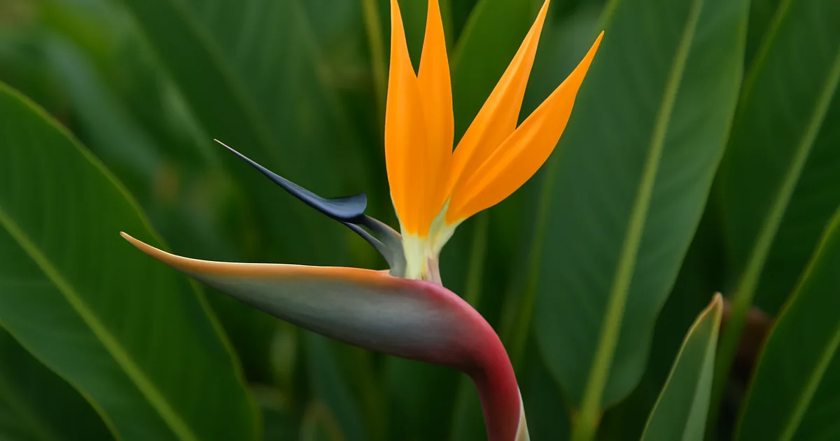 Strelitzia (Oiseau de Paradis) : Culture en Pot et en Pleine Terre